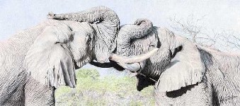 pencil drawings of African Animals